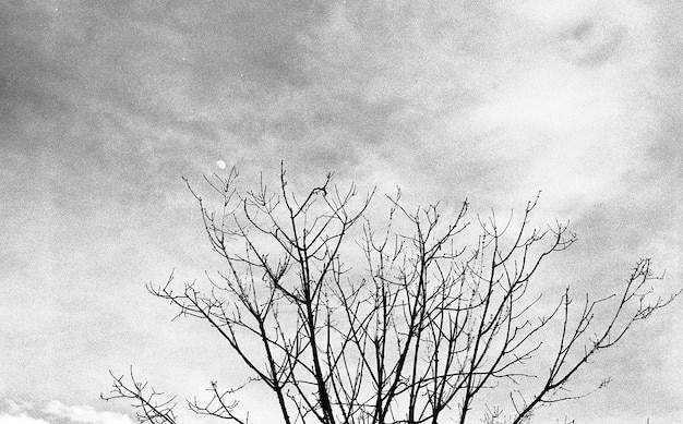 Échelle de gris à faible angle tourné d'un arbre séché sous le ciel nuageux