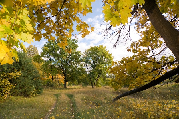 Chemin dans les bois