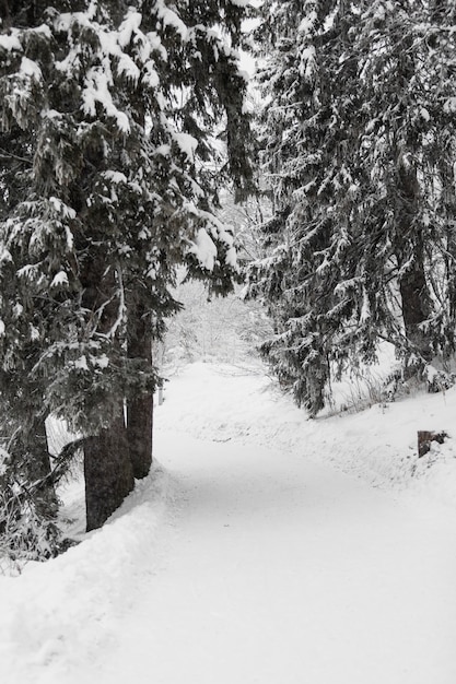 Photo gratuite chemin dans la forêt d'hiver