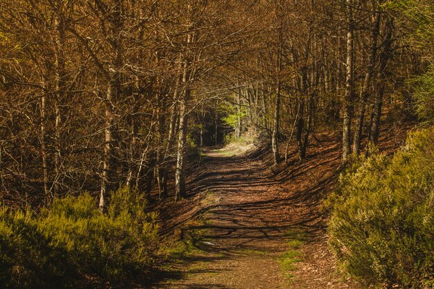 Chemin dans la forêt