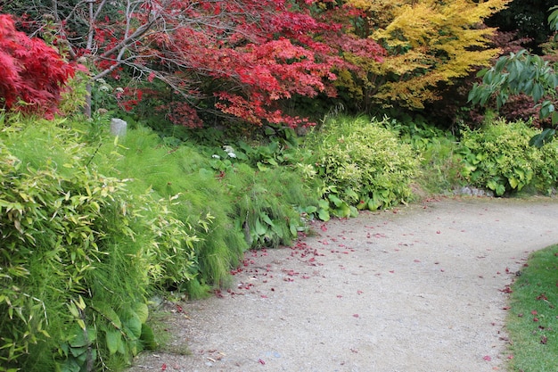 Photo gratuite chemin dans le jardin