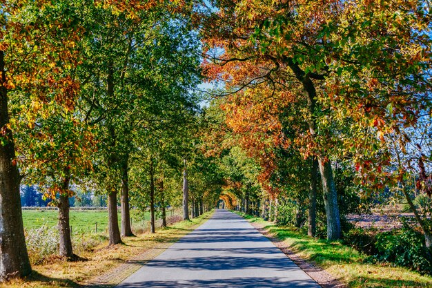 Chemin dans le parc avec de grands arbres à l'automne