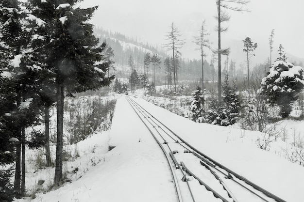 Chemin de fer dans la forêt d&#39;hiver à feuilles persistantes