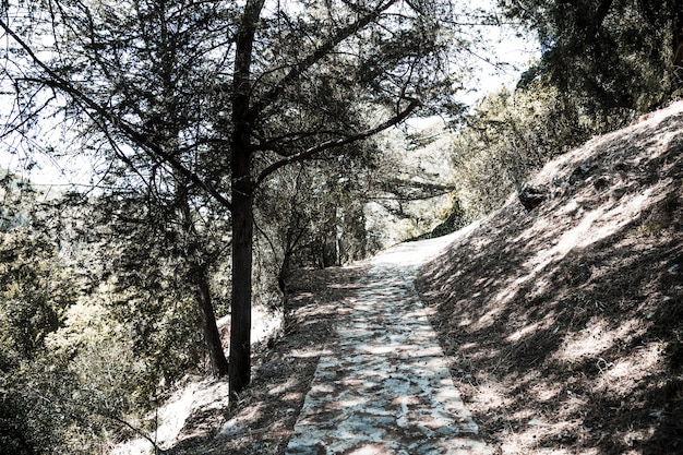 Chemin en forêt sur la colline entre les arbres en journée ensoleillée