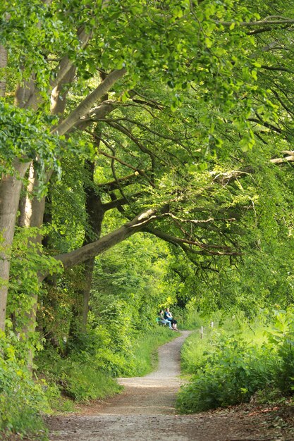 Chemin et grands arbres dans la forêt