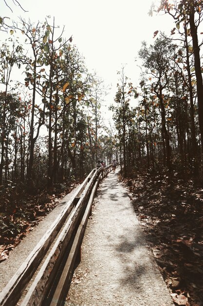 chemin jardin jour chemin des arbres collines