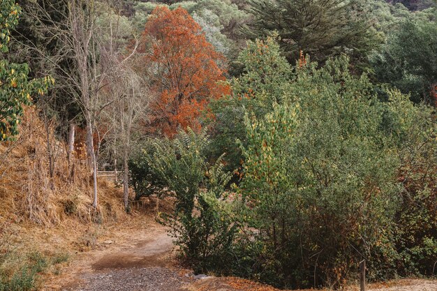 Chemin de la nature en automne