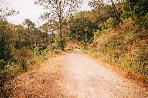 Photo gratuite chemin naturel dans la forêt