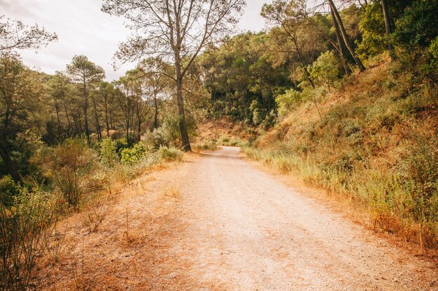 Chemin naturel dans la forêt