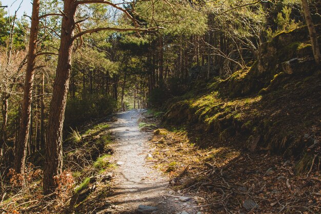 Chemin sauvage à travers la forêt