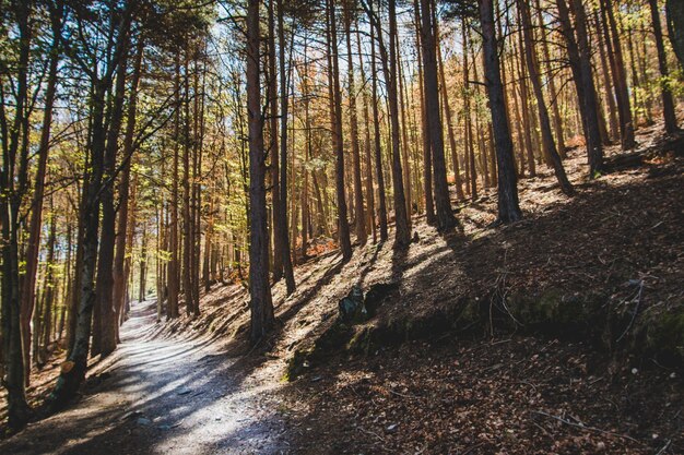 Chemin sombre en forêt