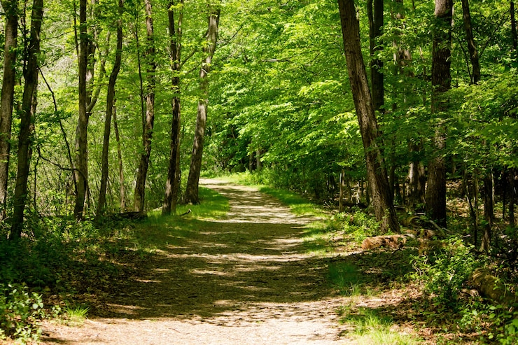 Photo gratuit chemin de terre au milieu des arbres forestiers sur une journée ensoleillée