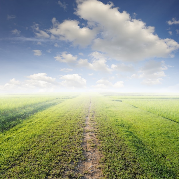 Chemin de terre dans une prairie