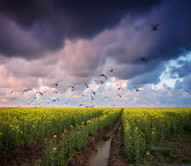 chemin de terre avec des nuages ​​sombres