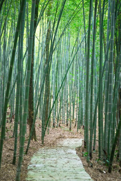 Chemin à travers une forêt de bambous