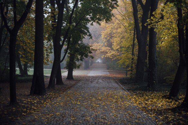 Chemin à travers un parc à l'automne