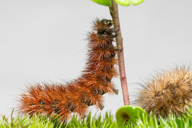 Photo gratuite chenille brune grimpant sur un bâton