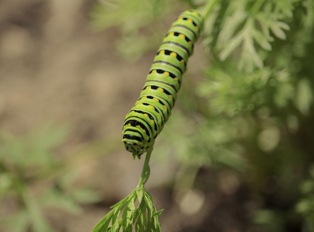 Photo gratuite chenille du machaon