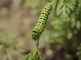 Photo gratuite chenille du machaon