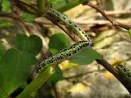 Photo gratuite chenille d'un petit papillon blanc chou sur une branche d'arbre