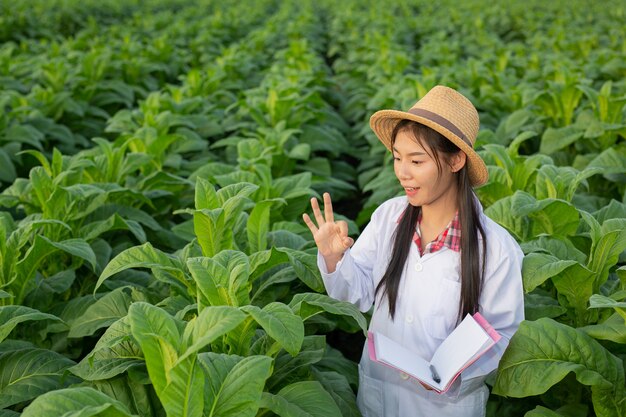 Des chercheuses ont examiné les feuilles de tabac