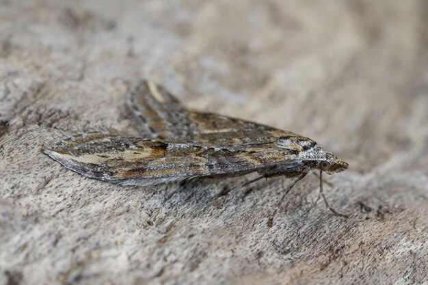 Chesias isabella papillon sur une écorce d'arbre