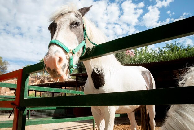 Cheval adorable à la ferme en plein air