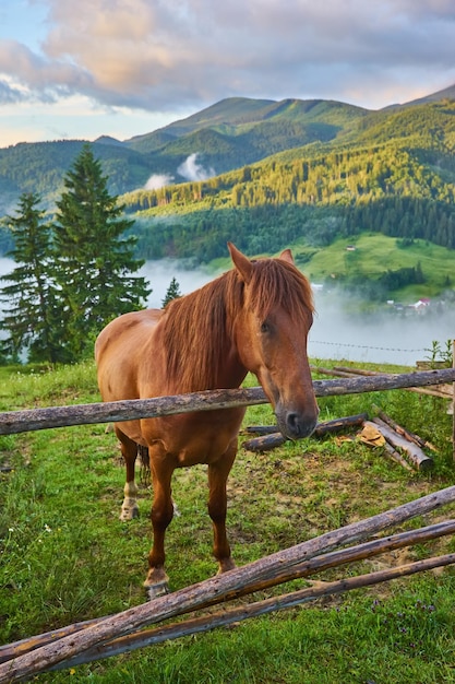 Photo gratuite le cheval broute dans un alpage où après la pluie de verts pâturages dans la zone alpine des carpates sont recouverts d'une mer de brouillard