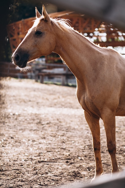 Cheval brun au ranch