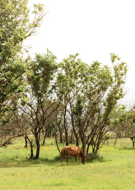 Cheval brun sur le champ