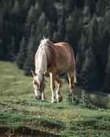 Photo gratuite cheval brun avec crinière blanche mange de l'herbe sur une colline avec des pins sur le backgroun