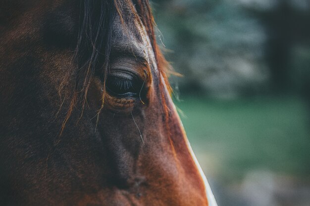 Cheval brun en gros plan