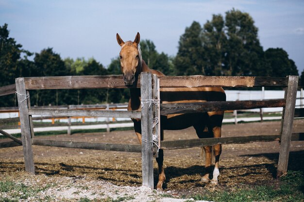 Cheval derrière la clôture