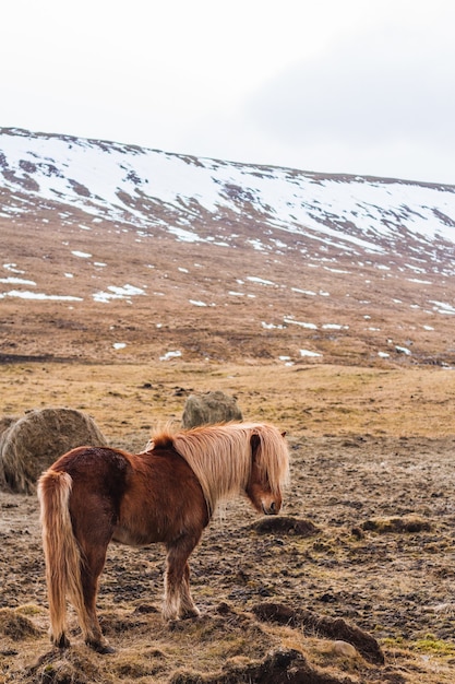 Photo gratuite cheval islandais marchant dans un champ couvert de neige