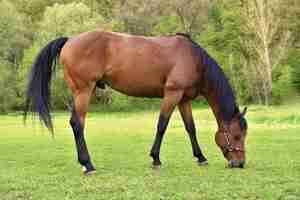 Photo gratuite cheval manger dans la prairie