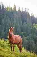 Photo gratuite cheval mignon dans les alpes mangeant de l'herbe