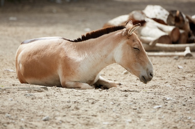 Le cheval de przewalski au zoo