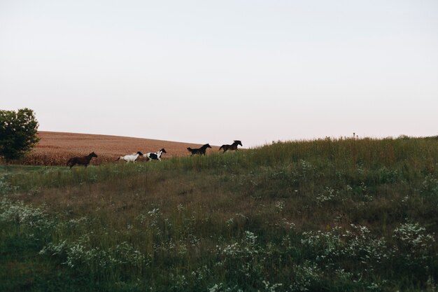 Chevaux courant sur une colline