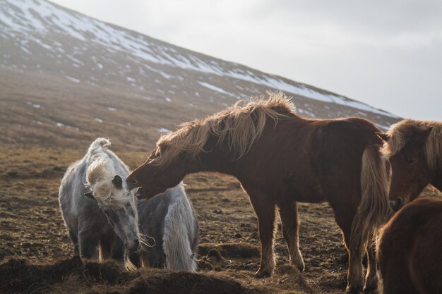 Chevaux islandais jouant les uns avec les autres dans un champ entouré de chevaux en Islande