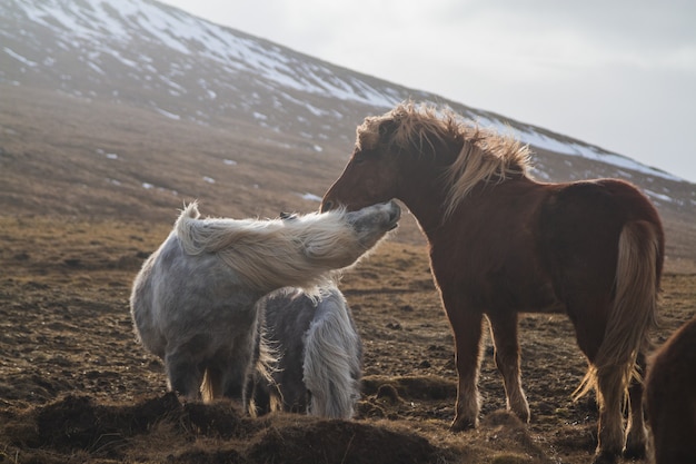 Chevaux islandais jouant dans un champ couvert de neige et d'herbe sous la lumière du soleil en Islande