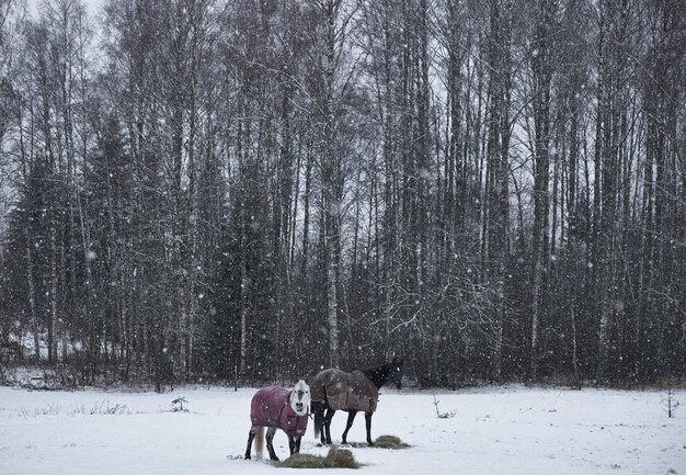 Chevaux en manteaux debout sur le sol enneigé près de la forêt pendant le flocon de neige