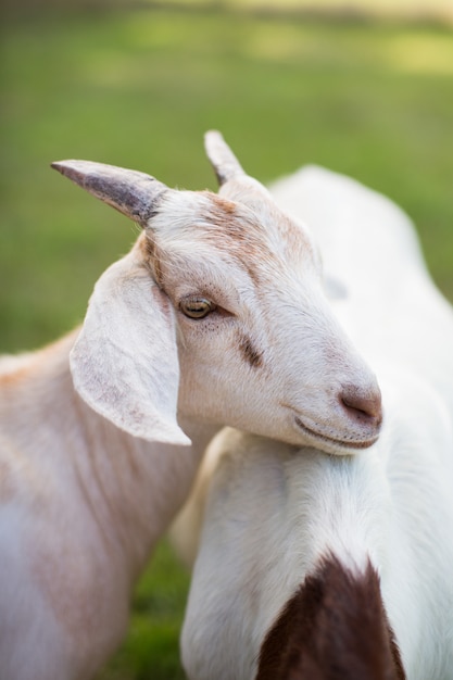 Photo gratuite chèvre blanche mignonne s'appuyant sur une autre chèvre