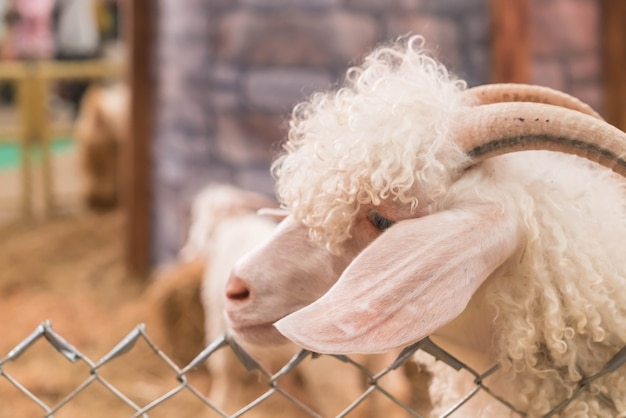 Chèvre de la Bolivie en ferme