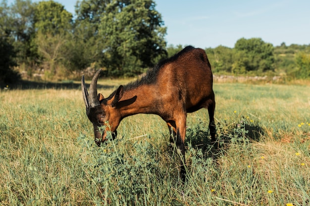 Chèvre brune mangeant sur le pré