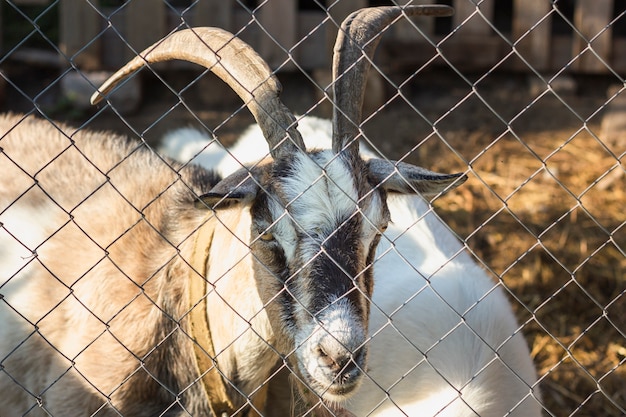 Chèvre avec des cornes regardant à travers la clôture