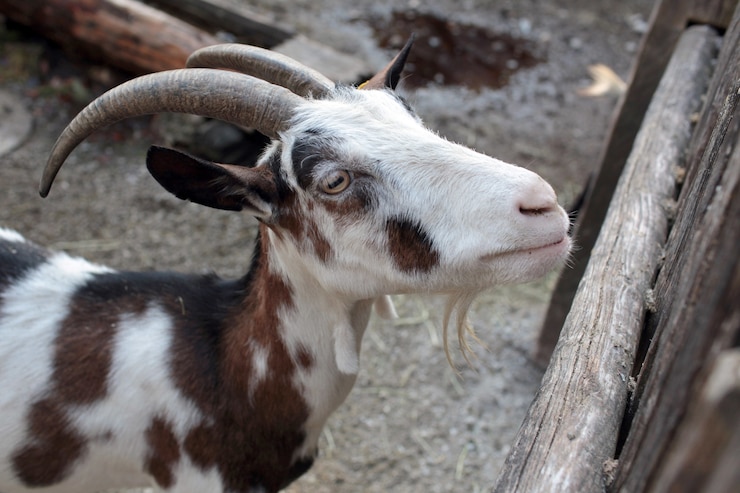 Photo gratuit chèvre dans la ferme près de la clôture en bois