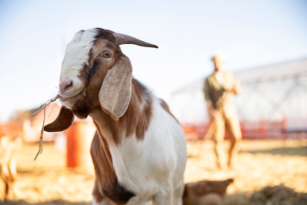 Chèvre à la ferme un jour ensoleillé