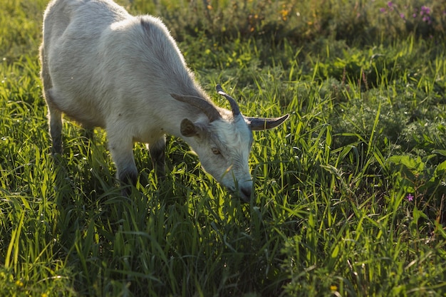 Photo gratuite chèvre mature à la ferme manger de l'herbe