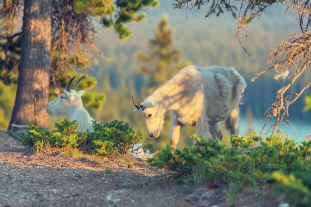 chèvre de montagne