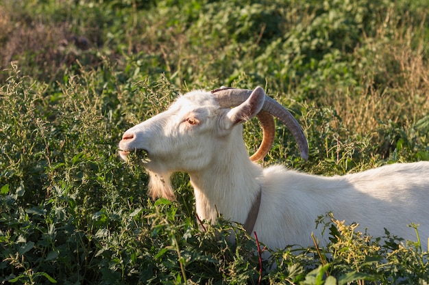 Chèvre, nature, manger, herbe